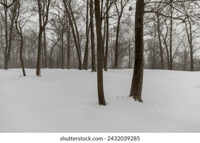 deciduous trees in winter during snowfall , bare deciduous trees in snowy cold winter