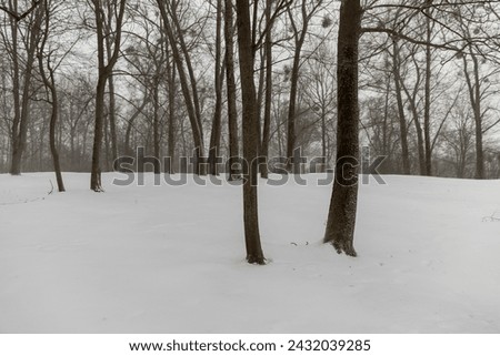 deciduous trees in winter during snowfall , bare deciduous trees in snowy cold winter