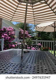 Deck of backyard, black table with two tan and white striped umbrellas, purple azalea bushes in full bloom next to gray house