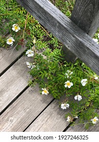 Deck And Wildflowers, Southampton, New York.