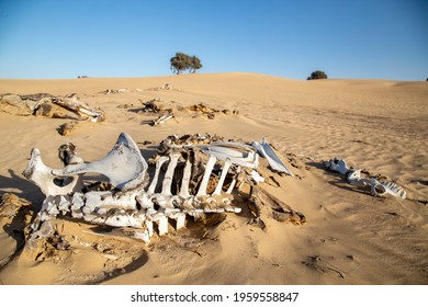 Decomposed abused legs tied camel bones in dry Arabian desert and clear skies 