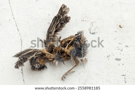  Decomposed carcass of a dead bird