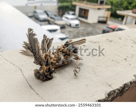  Decomposed carcass of a dead bird