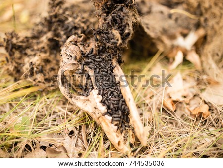 decomposed corpse of the beast in nature .