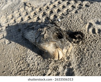 Decomposed fish head on sandy beach with netting debris and tire tracks, captured in harsh sunlight. Suitable for environmental impact, marine pollution awareness, and coastal ecosystem themes.