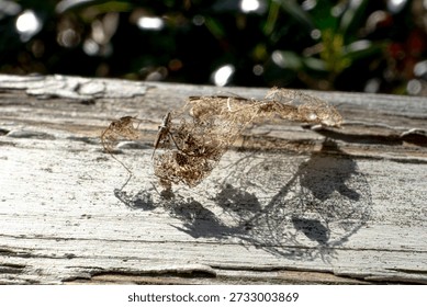 Decomposed leaf from a tree in Georgia