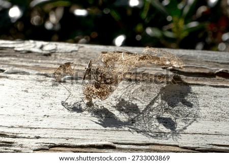 Decomposed leaf from a tree in Georgia
