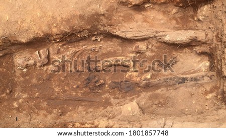 Decomposing buried skeleton with poor preservation, archaeological excavation.