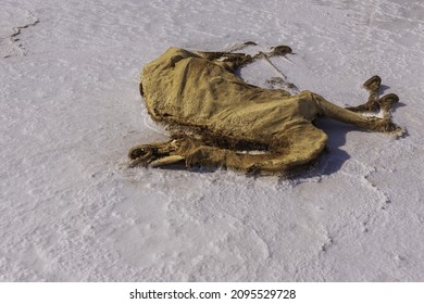The decomposing camel body lying on the shoreline of Lake Assal, Djibouti, East Africa, Horn of Africa 