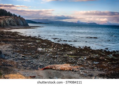 The decomposing carcass of a juvenile humpback whale lays on the beach on Kodiak Island, Alaska