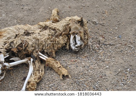 decomposing cat laying on the ground