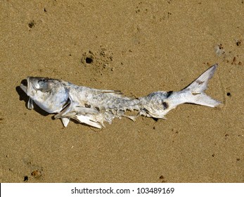 72,279 Dead fish Images, Stock Photos & Vectors | Shutterstock