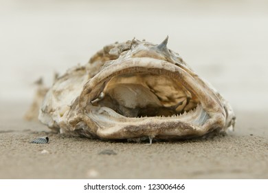 Decomposing Dead Fish Carcass Washed Ashore Stock Photo 123006466 ...