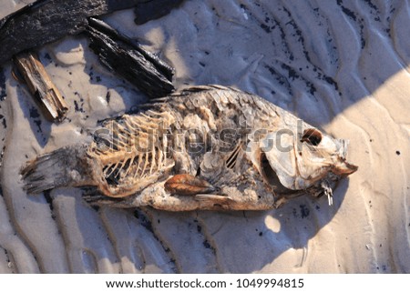 Decomposing fish on sand