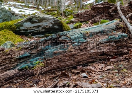 Decomposing log with wood stained blue-green by green elf cup or green wood cup fungus (Chlorociboria aeruginascens) in Appalachian Mountain forest, North Carolina