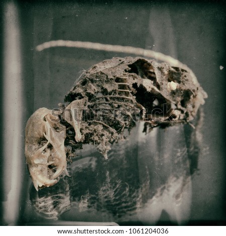 Decomposing mouse found during a renovation with a creative background.