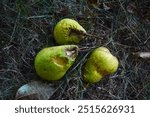 Decomposing rotten pears. Rotten fruit on the ground. Compost making concept.