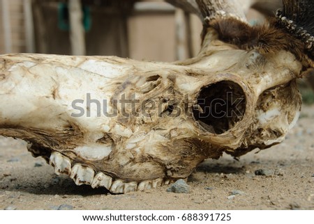 Decomposing Skull with Large Teeth
