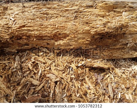 decomposing and weathered tree or log