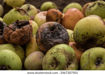 Decomposition in the apple fruit orchard