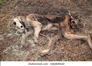 Decomposition Of Domestic Dog At Forest