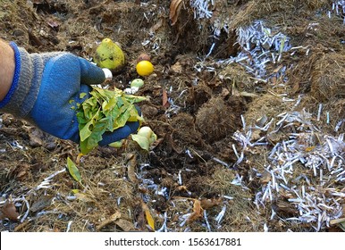 Decomposition - Gardeners Hand Showing Leaves That Will Soon Return To Mother Earth Through Composting. Depth Of Field -  Blurred Background.