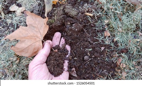 Decomposition - A Male Gardner's Hand Holds And Shows A Dry Autumn Leaf That Will Soon Decompose And Return To  Mother Earth. 