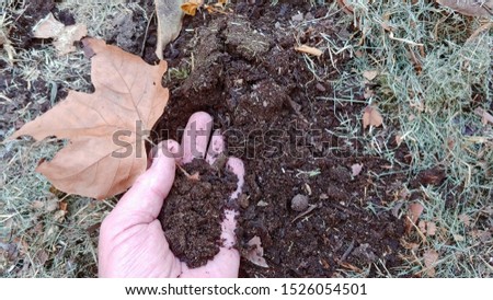 Decomposition - A Male Gardner's Hand Holds And Shows A Dry Autumn Leaf That Will Soon Decompose And Return To  Mother Earth. 