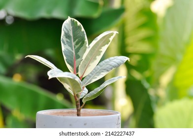 Decora Tree, Indian Rubber Tree or Rubber Plant or Variegated Indian Rubber or Ficus elastica or Assam Rubber plant