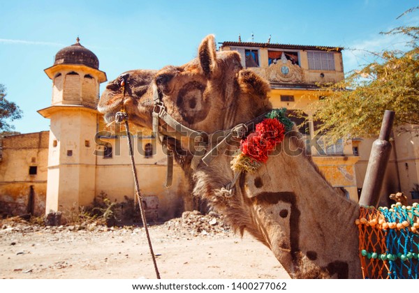 Decorated Camel India Rajasthan Stock Photo Edit Now 1400277062