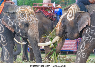 Elephant Festival Hd Stock Images Shutterstock