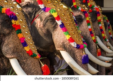 Decorated elephants at annual temple festival in Siva temple in Ernakulam, Kerala state, India