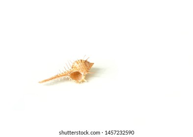 
Decorated Murex Shell Isolated On The White Background