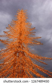 Decorated Real Christmas Tree Outside With Lights Covered With Copy Space For Editing