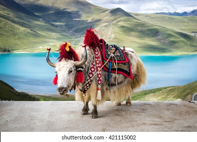 Decorated White Tibetan Yak At The Yamdrok Lake In Tibet, China