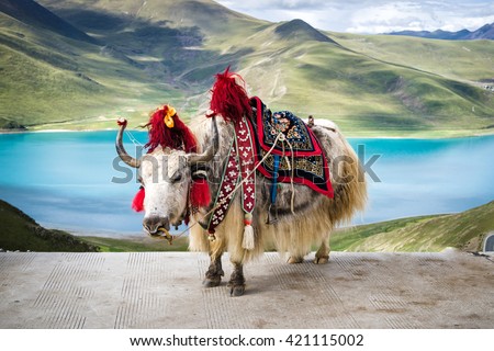Decorated white tibetan yak at the Yamdrok lake in Tibet, China