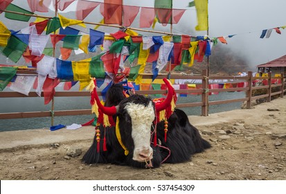 Sikkim Animals High Res Stock Images Shutterstock