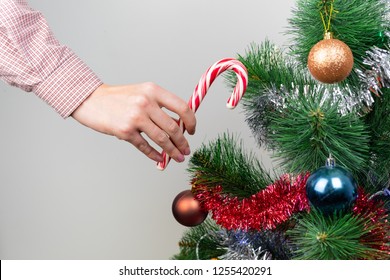 Decorating Christmas tree with candy cane. Female hand holds red and white candy next to pine tree indoors