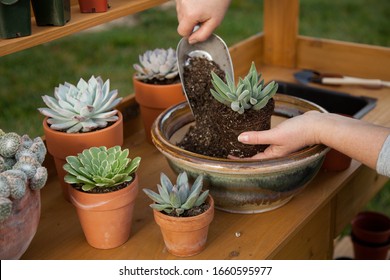 Decorating clay pots with succulent plants with marble gravel at garden bench in backyard.