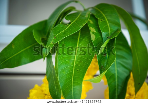 Decorating Entrance Mango Leaves Hindu Rituals Stock Photo