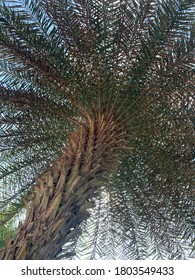 Decorating Palm Tree With Green Branches