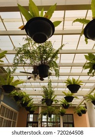 Decorating plants on ceiling