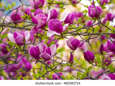 decoration of few magnolia flowers