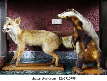 Decoration Interior Animal Taxidermy Or Stuffed For Show 