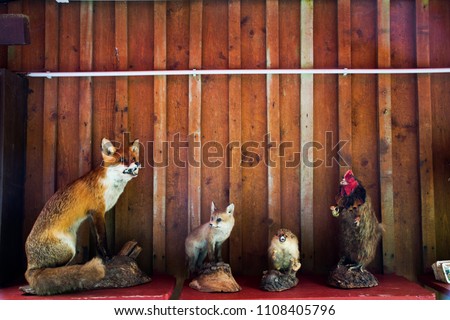 Decoration interior animal taxidermy or stuffed for show and sale at souvenir gift shop in Germany