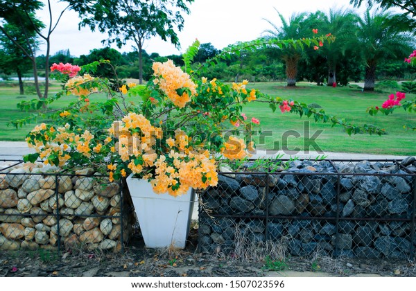 Decoration On Roadside Dark Bougainvillea Gravel Royalty Free