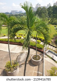 Decoration Palm Tree Inside A Clubhouse