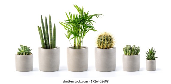 Decoration plant on concrete pot isolated on white background - Powered by Shutterstock