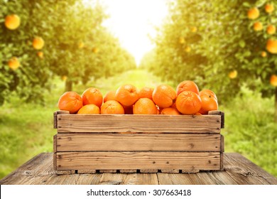 decoration of wooden box and orange fruits and orange garden space 
