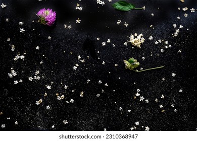 Decorative abstract background from spilled tiny elder flower and clover sprinkled on black background.
